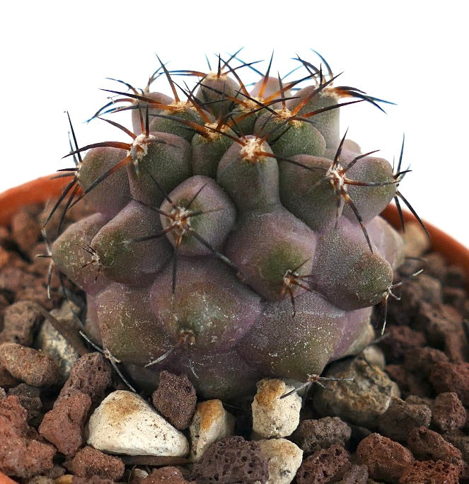 Copiapoa griseoviolacea X serpentisulcata J73