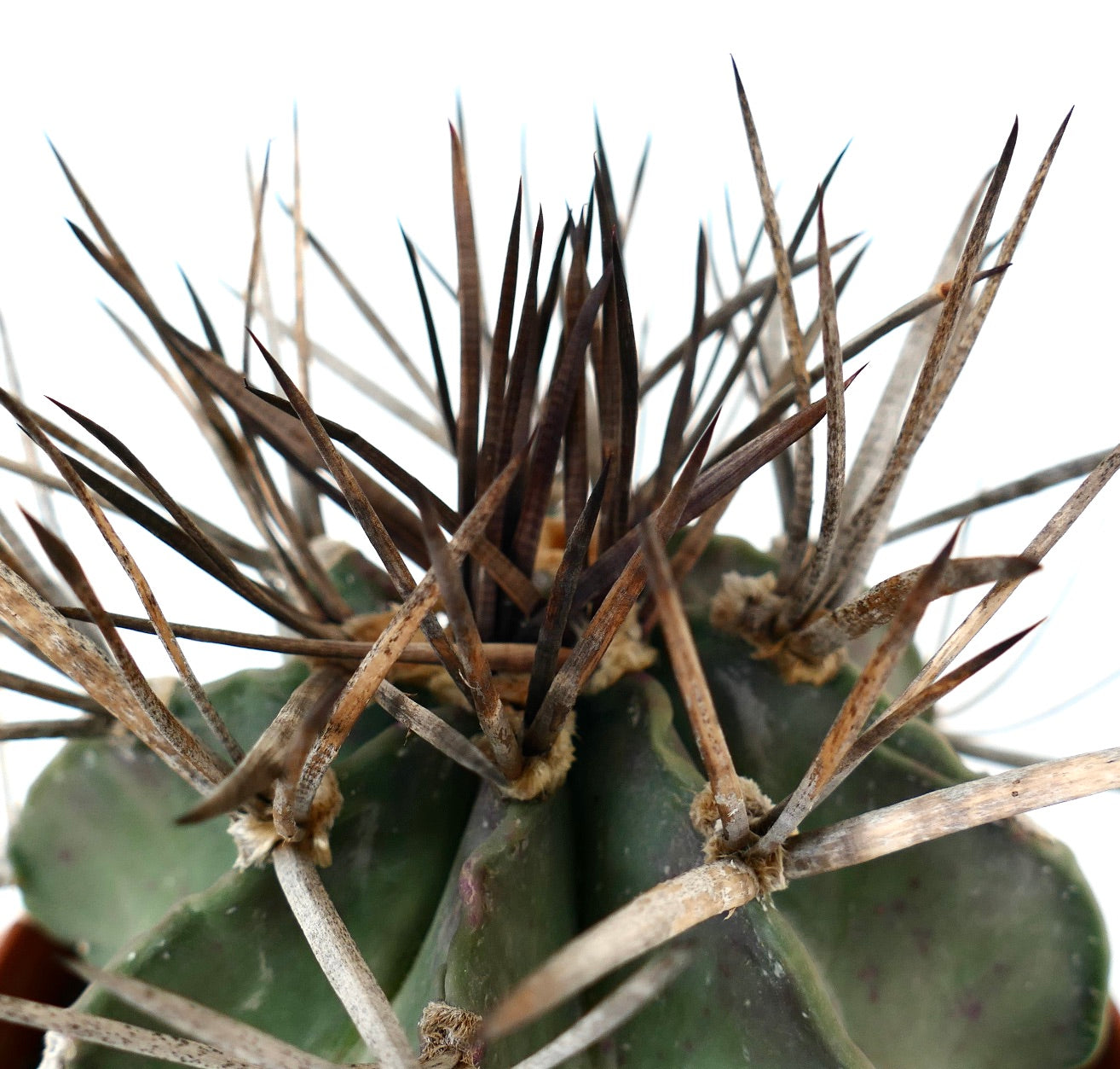 Astrophytum capricorne cv BUFFALO (syn. Taiho-gyoku) 3X04