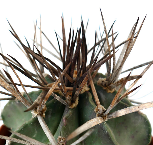 Astrophytum capricorne cv BUFFALO (syn. Taiho-gyoku) 3X04