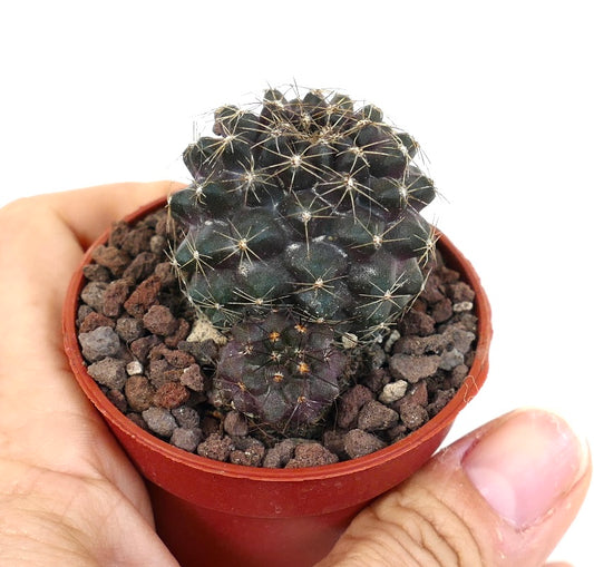 Copiapoa humilis DN8