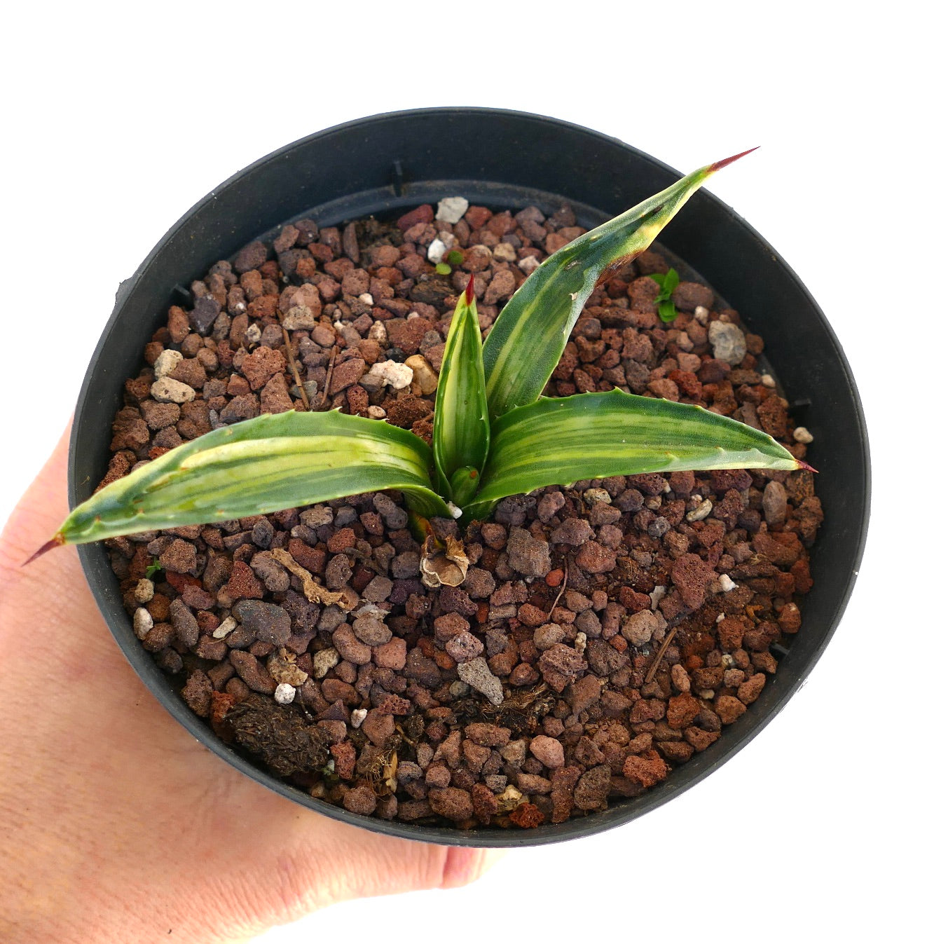 Agave americana STRIATA VARIEGATED 3AB