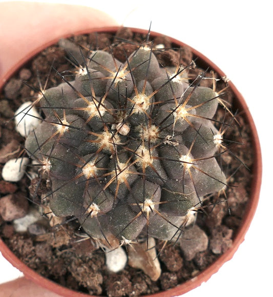 Copiapoa cinerea X dura SF13