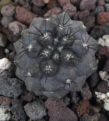 Copiapoa cinerea X humilis 16228