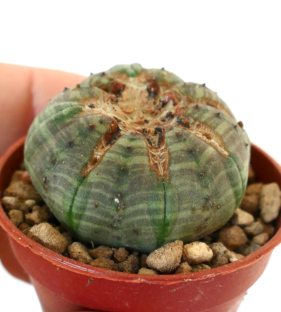 Euphorbia obesa MONSTRUOSUS APEX YY2
