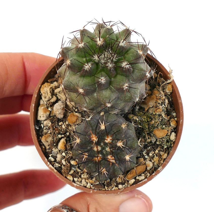 Copiapoa cinerea x atacamensis & Copiapoa cinerea X columna-alba 9M7