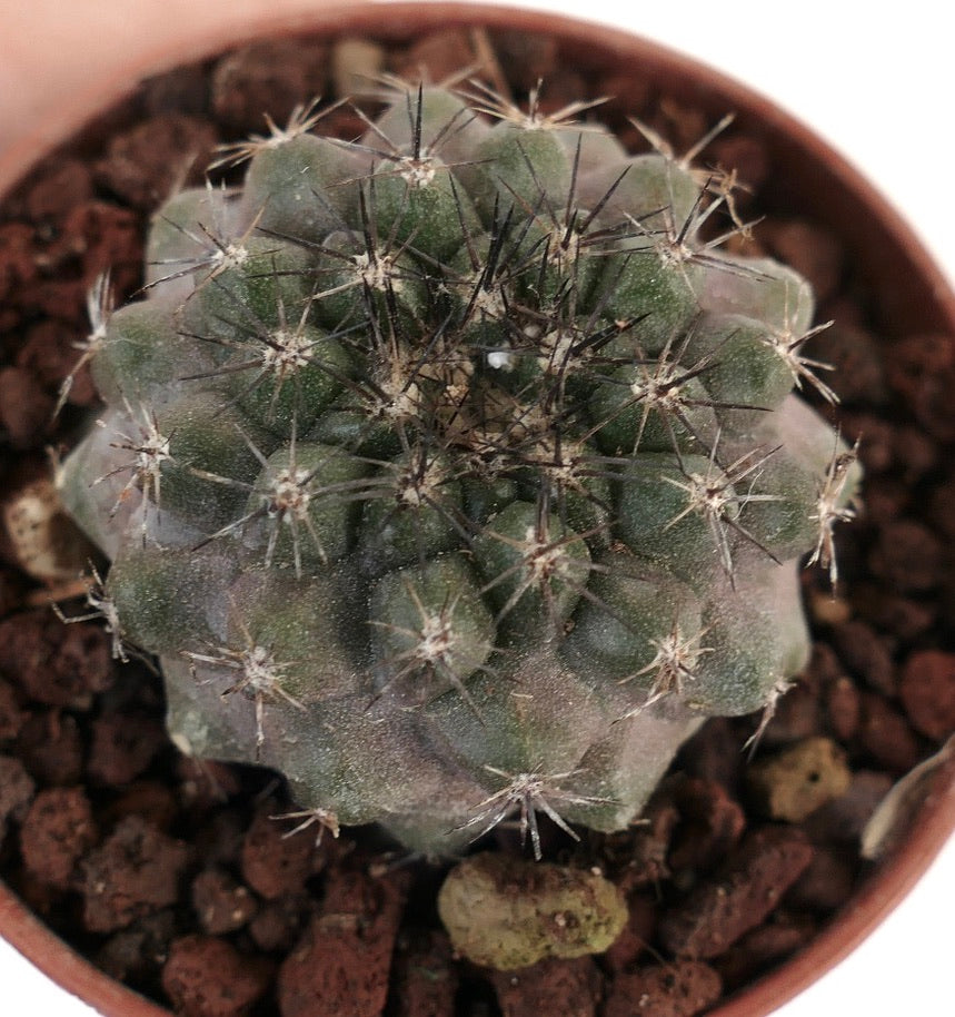 Copiapoa tenuissima X Copiapoa cinerea CONT1