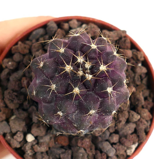 Copiapoa griseoviolacea X serpentisulcata 18N