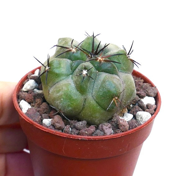 Copiapoa solaris X cinerea MPS11