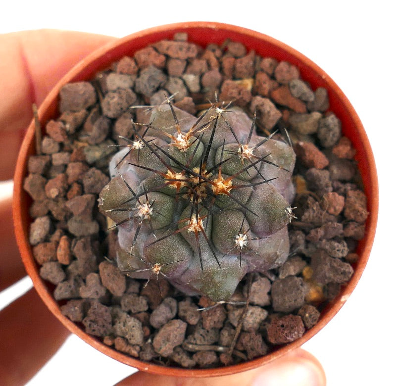 Copiapoa griseoviolacea X serpentisulcata 56A**