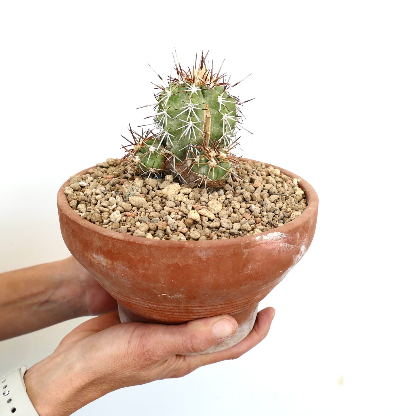 Copiapoa solaris