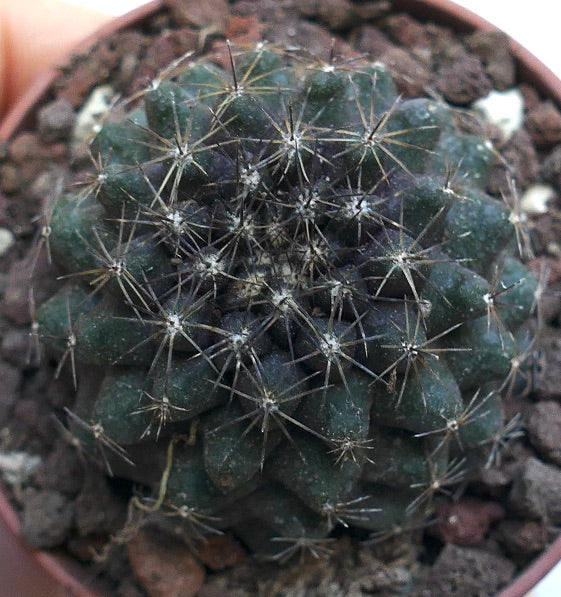 Copiapoa tenuissima DQ69