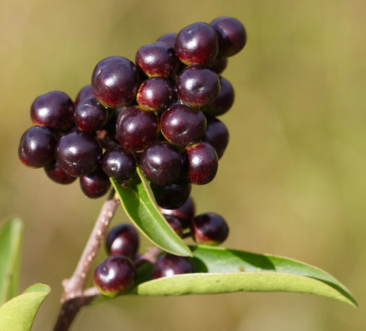 Ligustrum vulgare