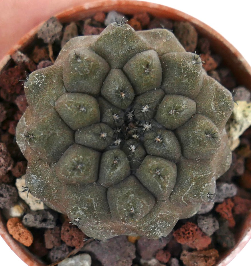 Copiapoa hypogaea KIKKO BROWN Z9