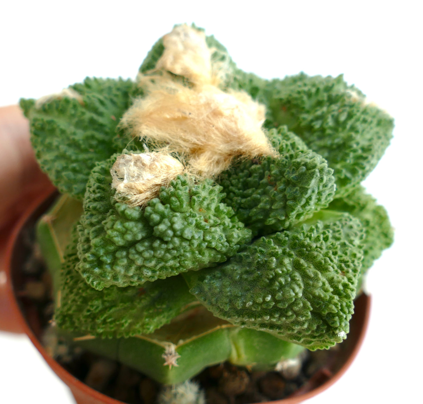 Ariocarpus hintonii GODZILLA fat leaves SA