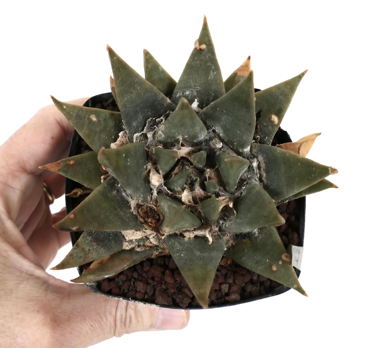 Ariocarpus trigonus var. major D8