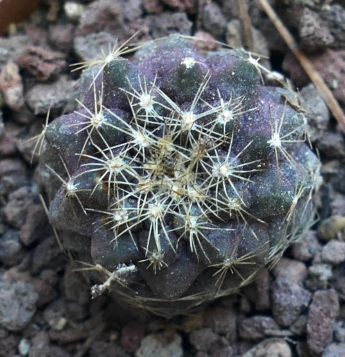 Copiapoa tenuissima AB2