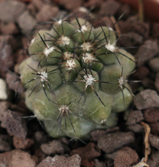 Copiapoa cinerea X humilis 13551