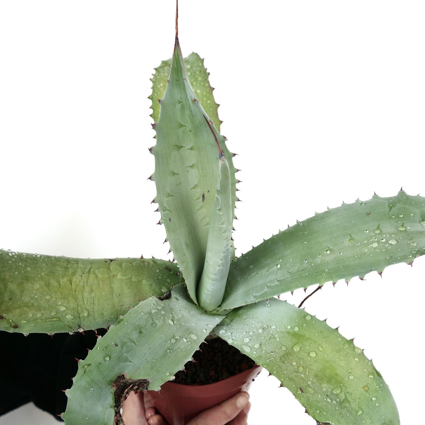 Agave F3 hybrid marmorata x eborispina x americana (Mr. Corsi HYBRID) 6T