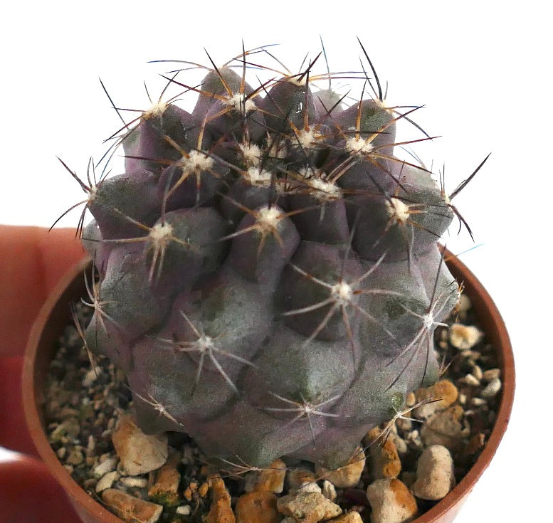 Copiapoa cinerea X humilis VV6