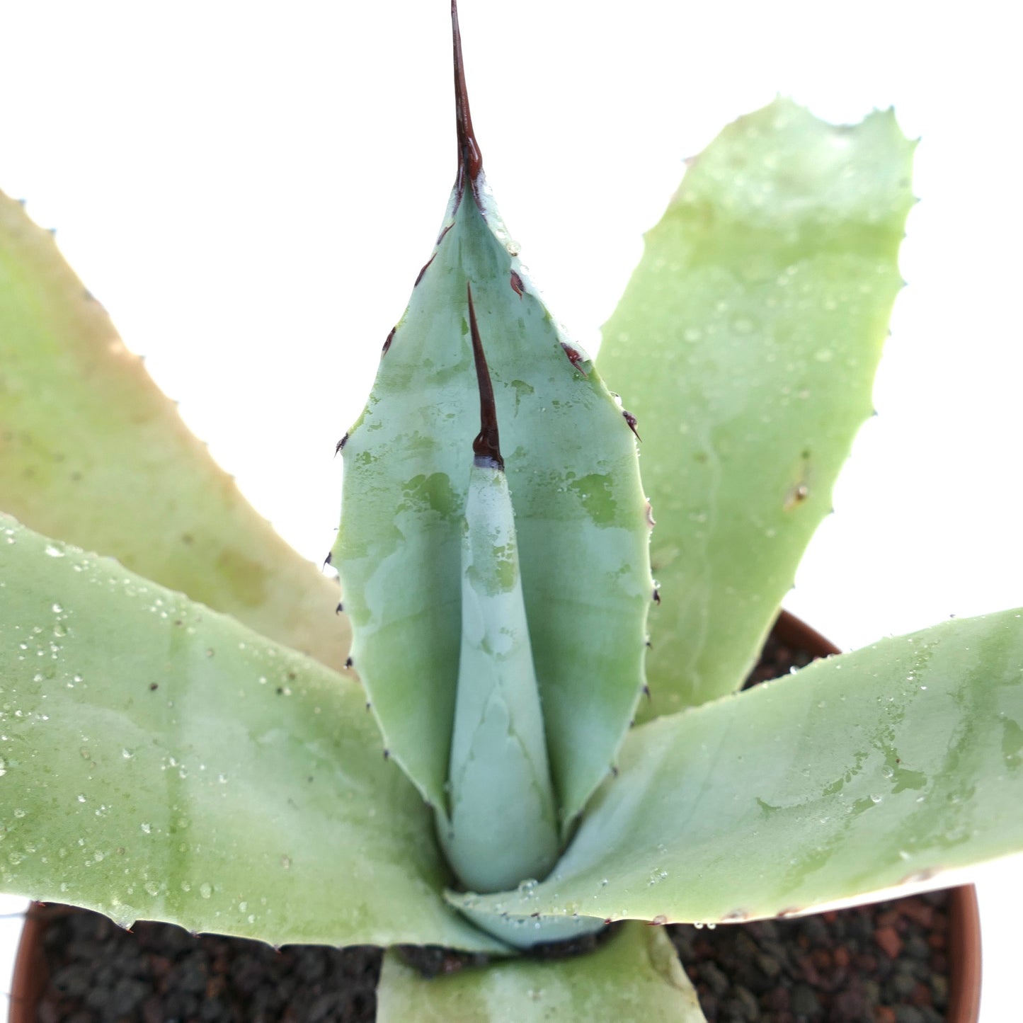 Agave f3 HYBRID (ovatifolia x weberi x eborispina) by Mr. Corsi