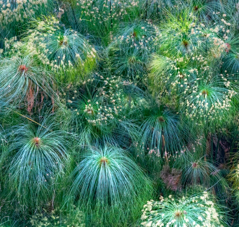 Cyperus papyrus 50-90cm