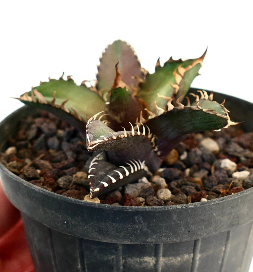 Agave titanota cv SHARK SHOUI CM2