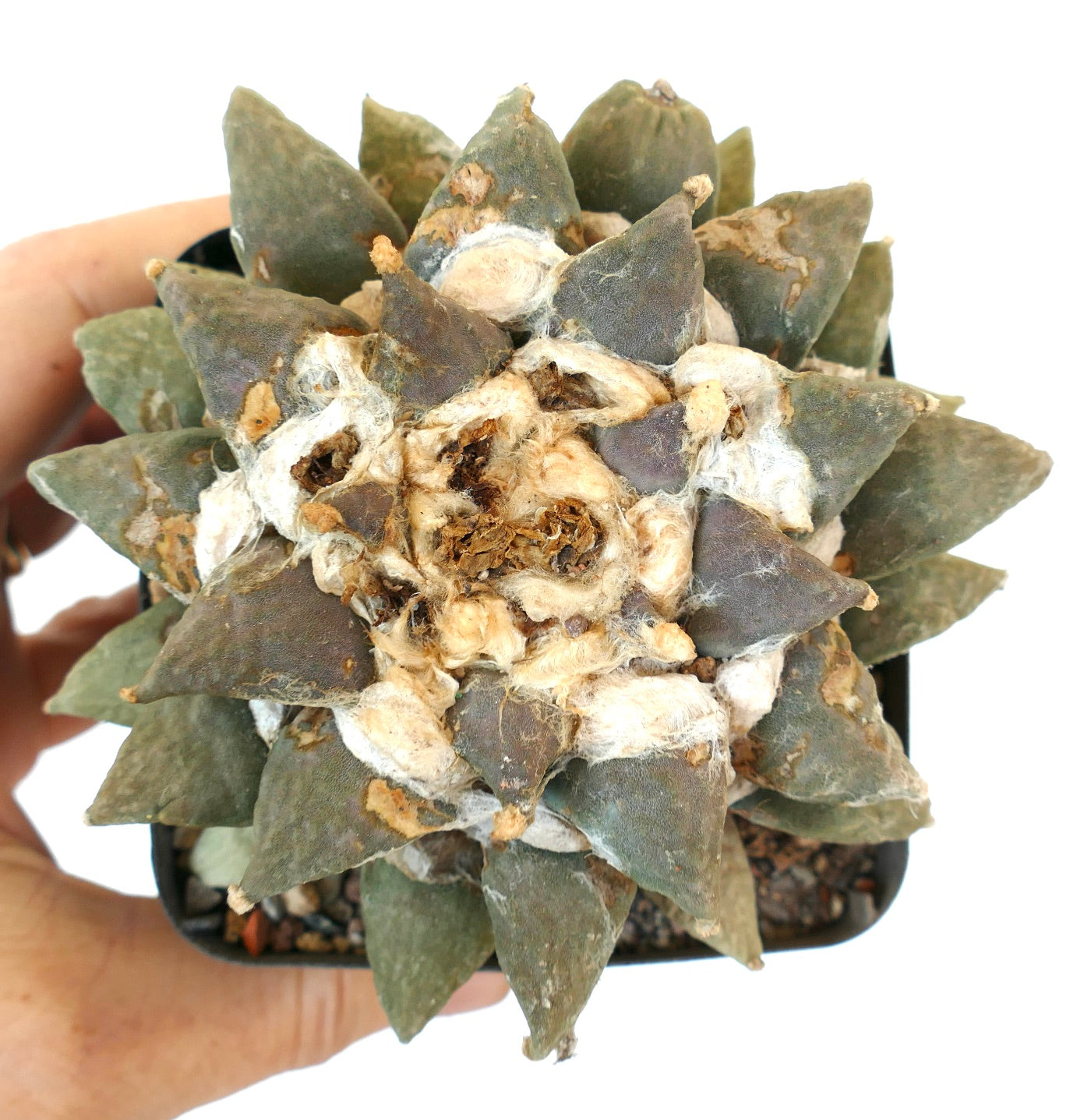 Ariocarpus retusus cv MARUIBO x Ariocarpus furfuraceus R7