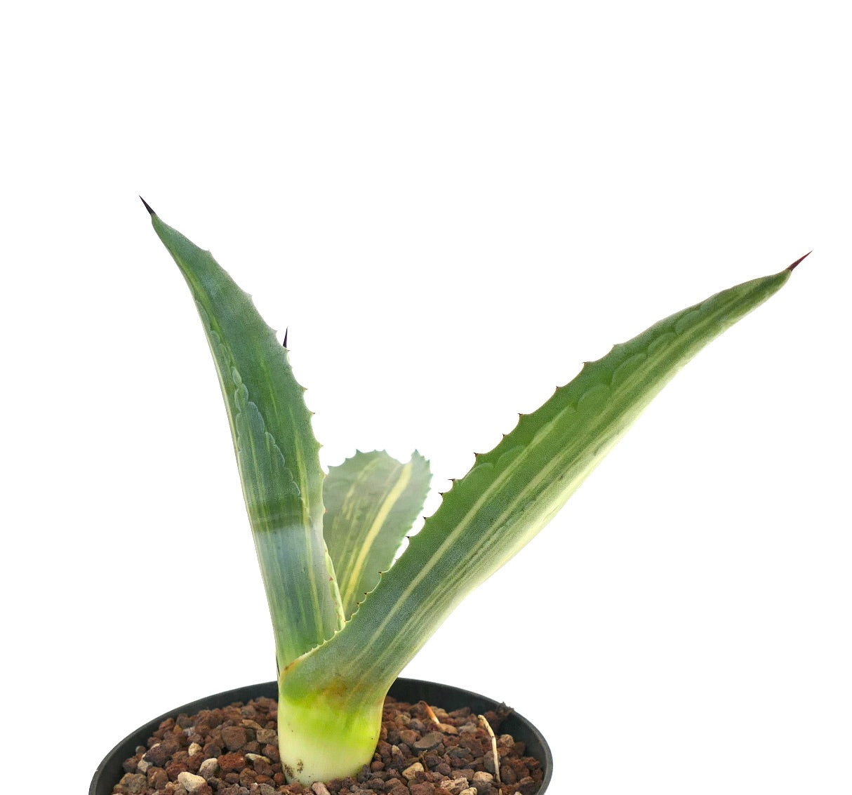 Agave americana STRIATA VARIEGATED AE4