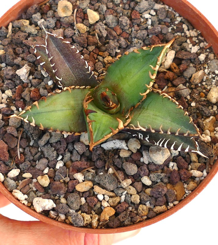 Agave titanota cv SHARK SHOUI LKL