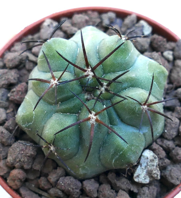 Copiapoa solaris X cinerea SPF6