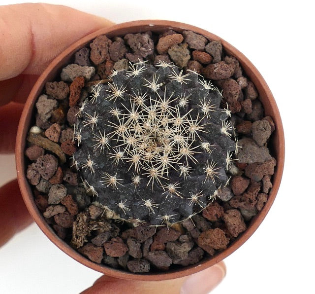 Copiapoa tenuissima SOUTH OF ANTOFAGASTA 22ZZ