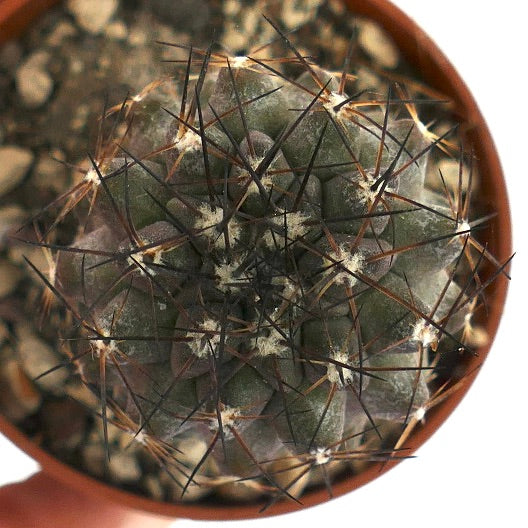 Copiapoa cinerea X humilis LL10