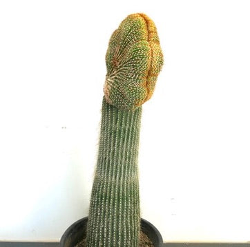 Carnegiea polylopha rare crested cactus with ribbed green stem and yellowish top growth