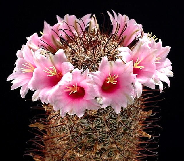 Mammillaria microcarpa SB147 SEEDS