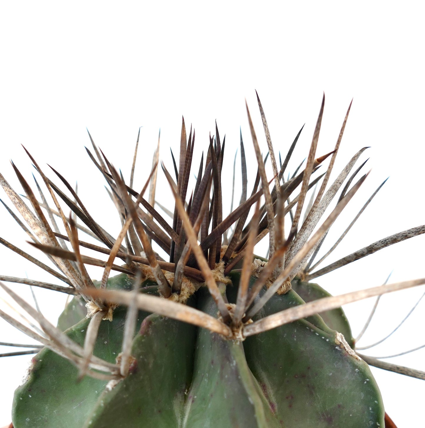 Astrophytum capricorne cv BUFFALO (syn. Taiho-gyoku) 3X04