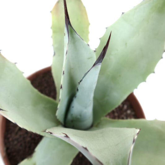 Agave parryi X Agave ovatifolia HUNTIGHTON (Mr. Corsi HYBRID) PT71