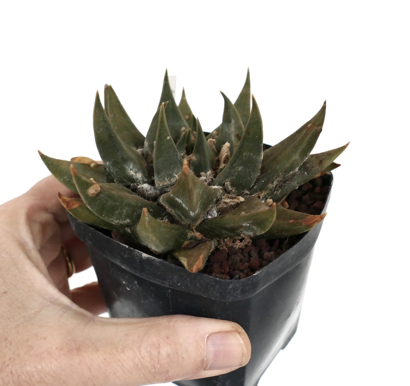 Ariocarpus trigonus var. major D8