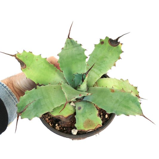 Agave bovicornuta X Agave parryi (Mr Corsi) CODE 13X