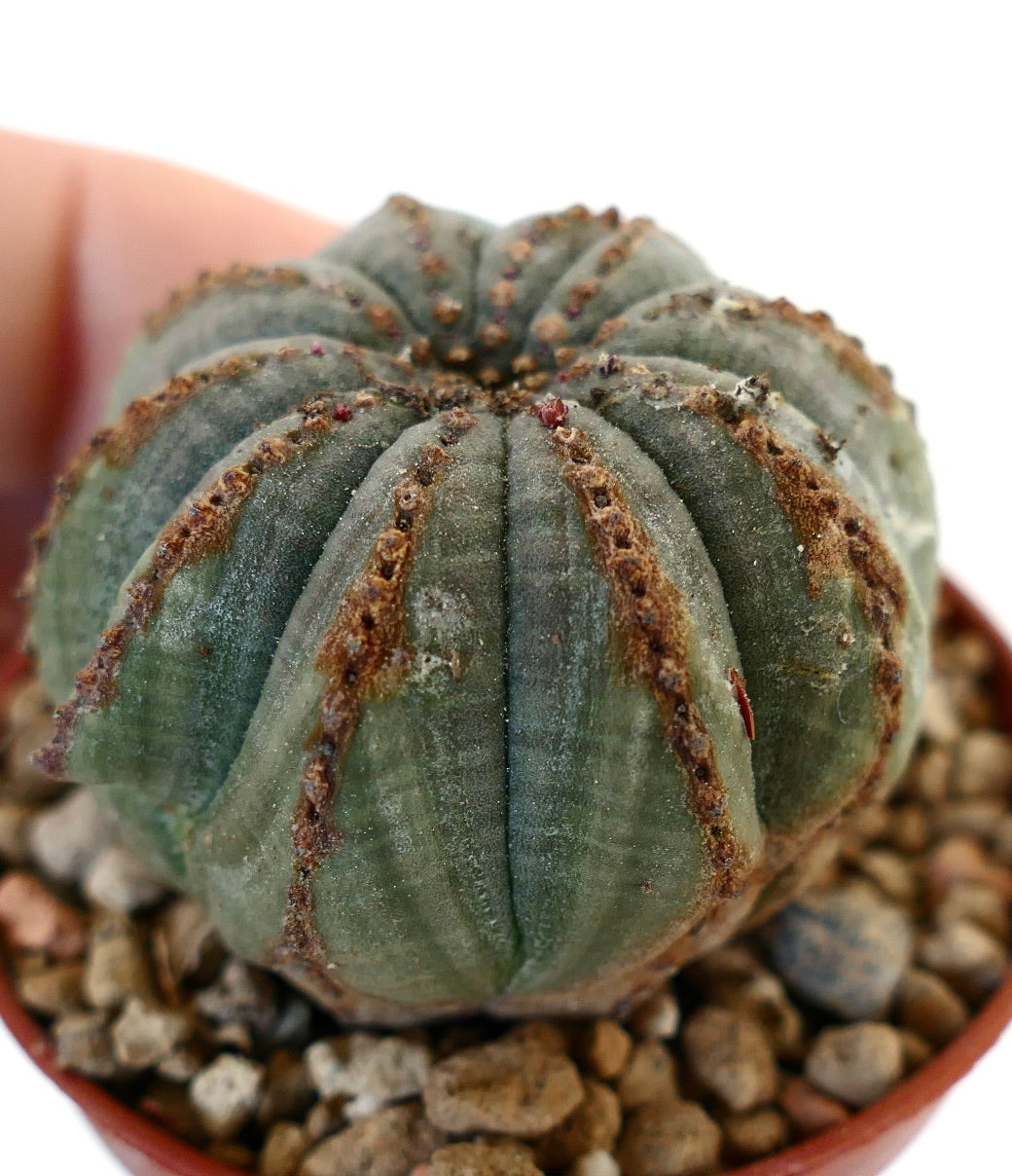 Euphorbia obesa BROWN LINES G913