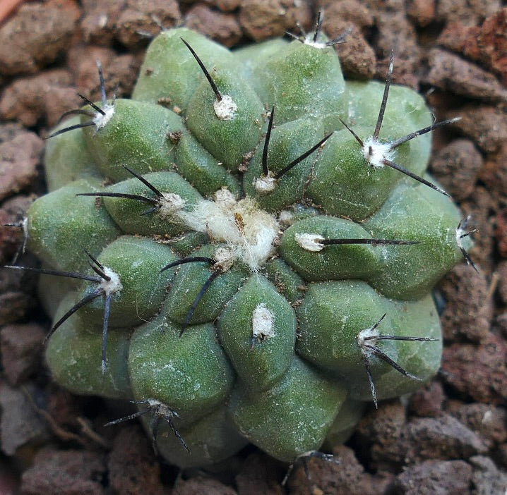 Copiapoa cinerea X hypogaea RNM74