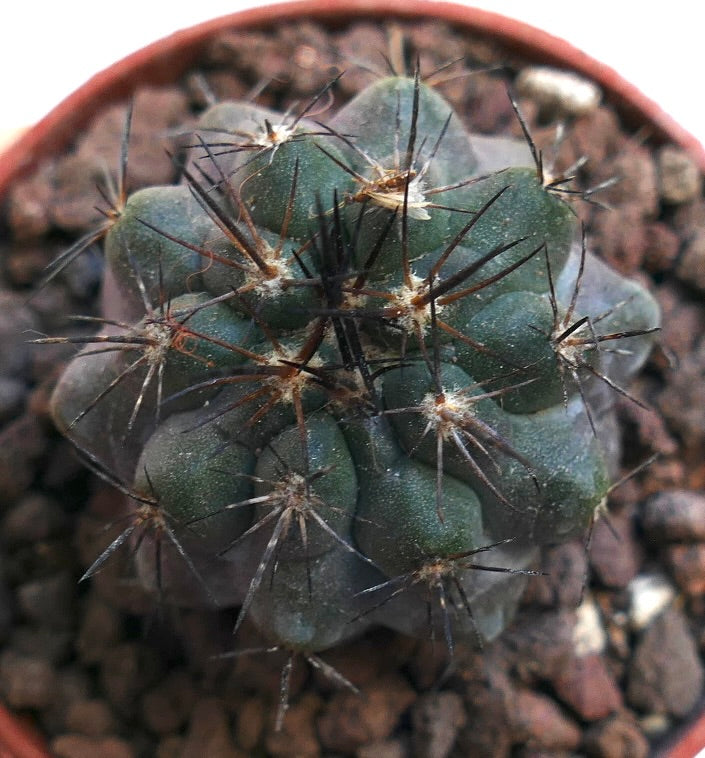 Copiapoa cinerea x atacamensis ZPQ61