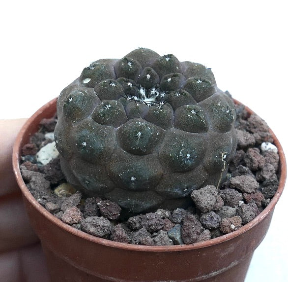 Copiapoa hypogaea GREY T10