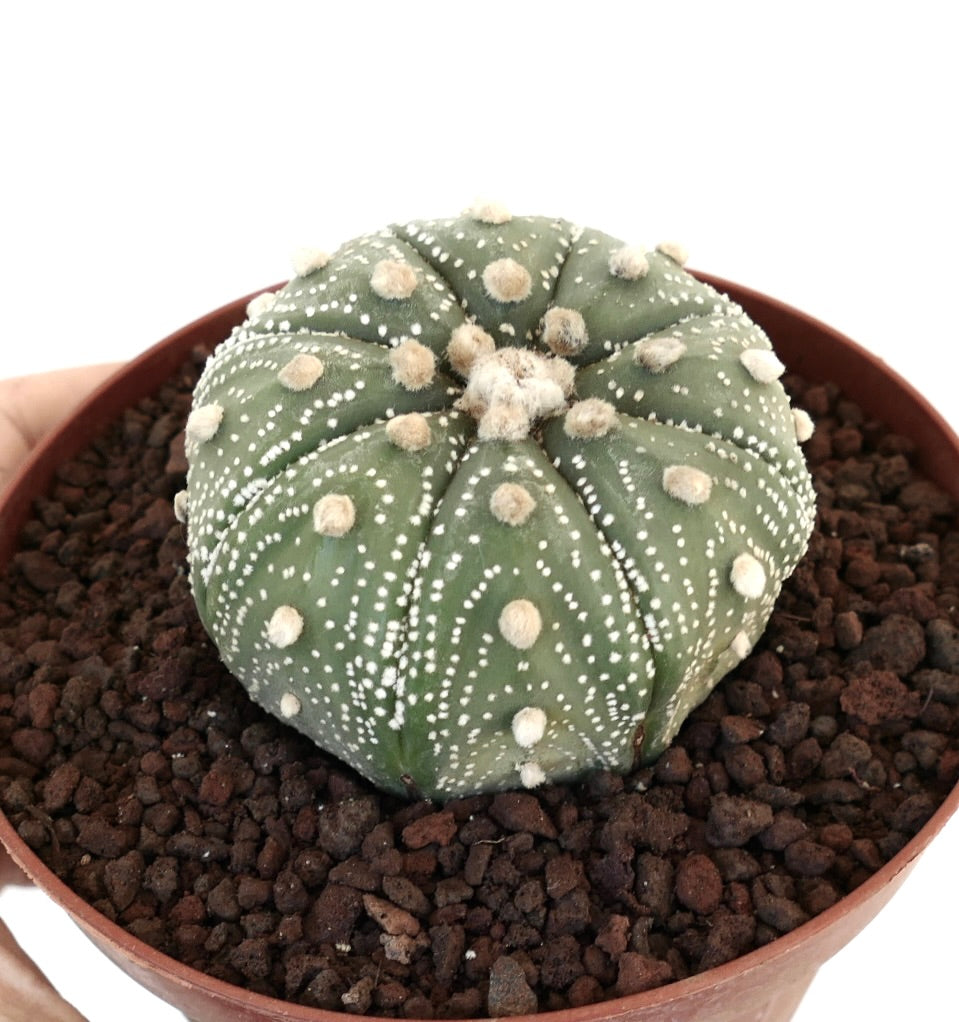 Astrophytum asterias cv OIBBO STAR-SHAPE MPS1