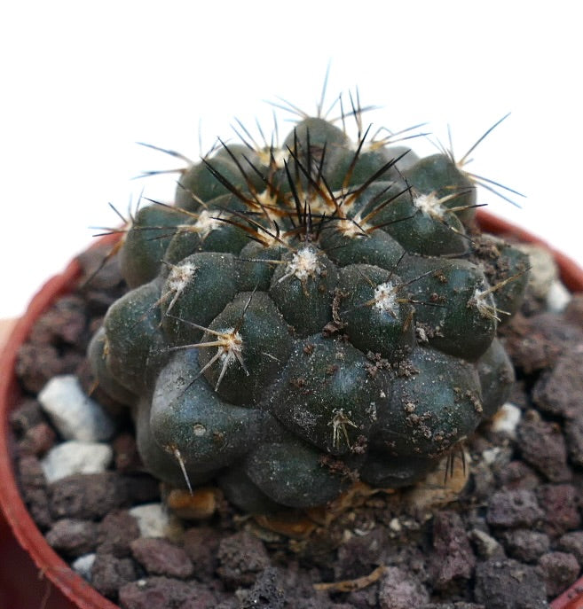 Copiapoa cinerea X tenuissima RNM3