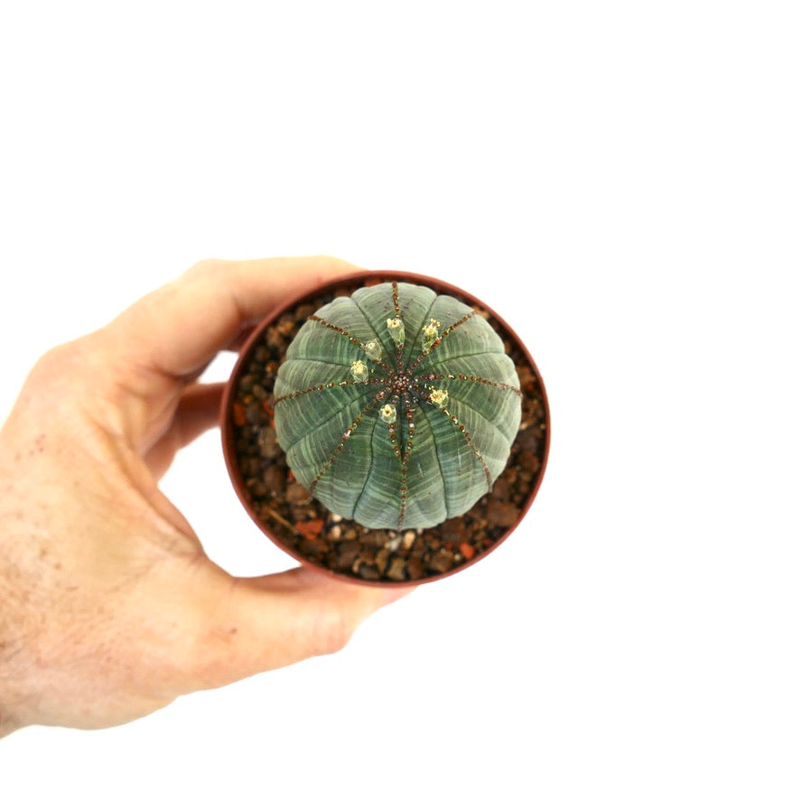 Euphorbia obesa SUC19