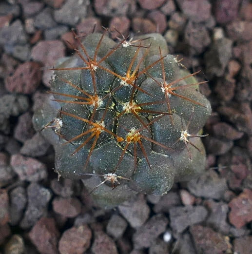 Copiapoa serpentisulcata X columna-alba 02B