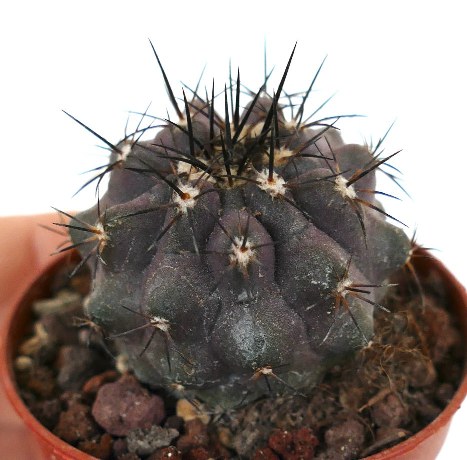 Copiapoa cinerea X griseoviolacea AQ7