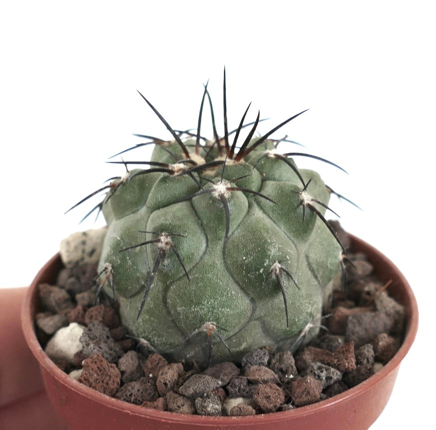 Copiapoa cinerea X atacamensis W7