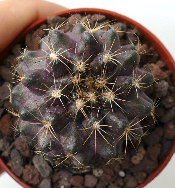 Copiapoa humilis 3ZF3