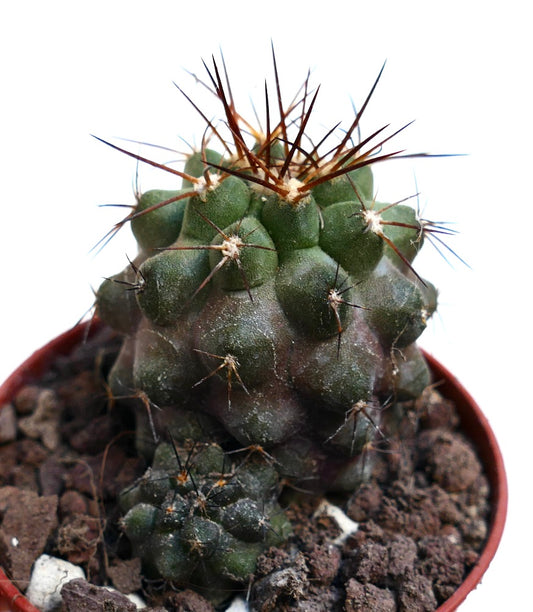 Copiapoa solaris X haseltoniana ZMQ34